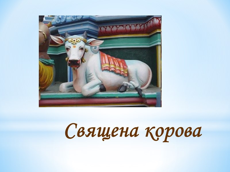 Священа корова Священа корова